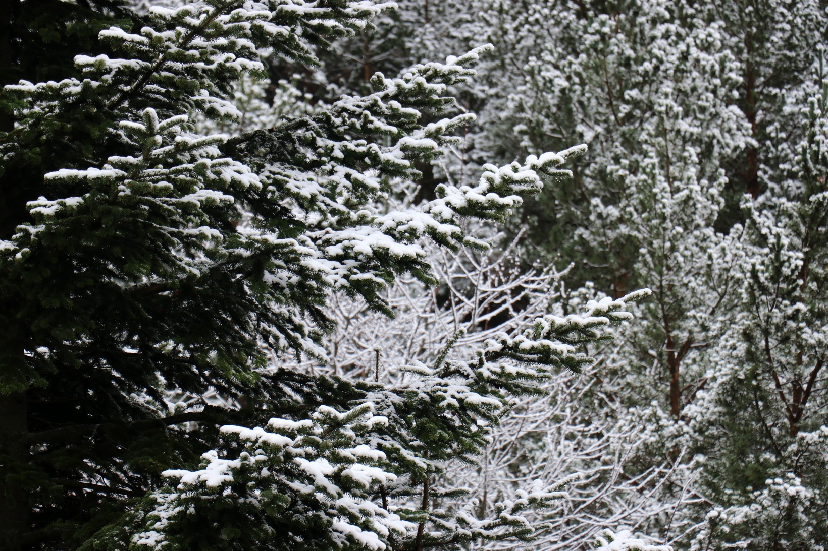 Zigana Dağı beyaz gelinliğini giydi 2