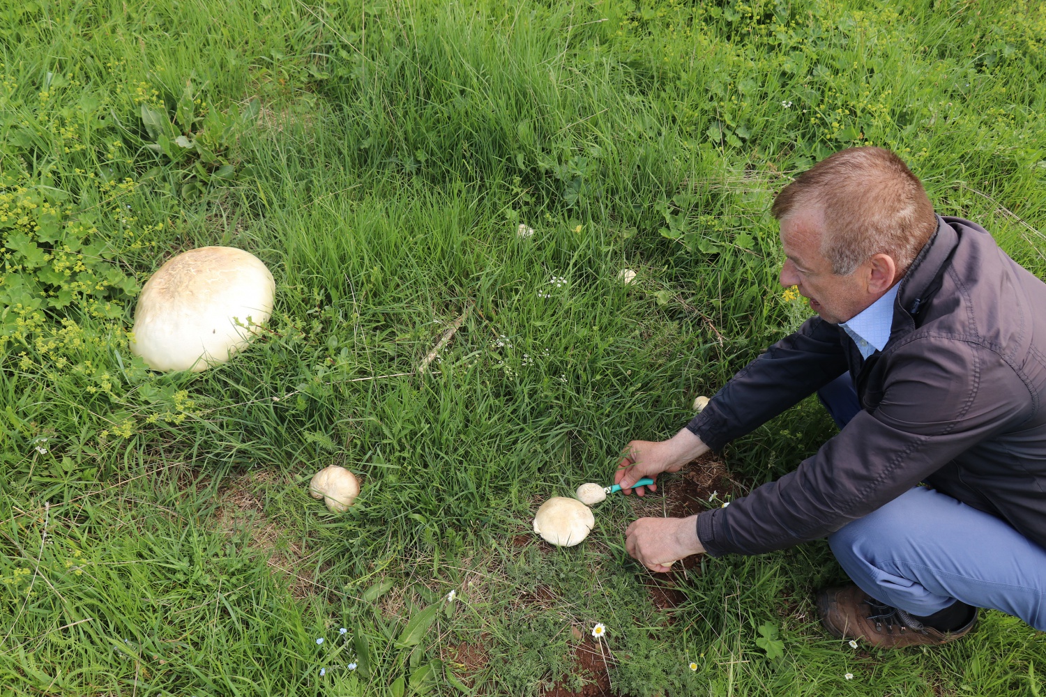 Gümüşhane’de son 25 yılın en büyük kızıl mantarı bulundu 6