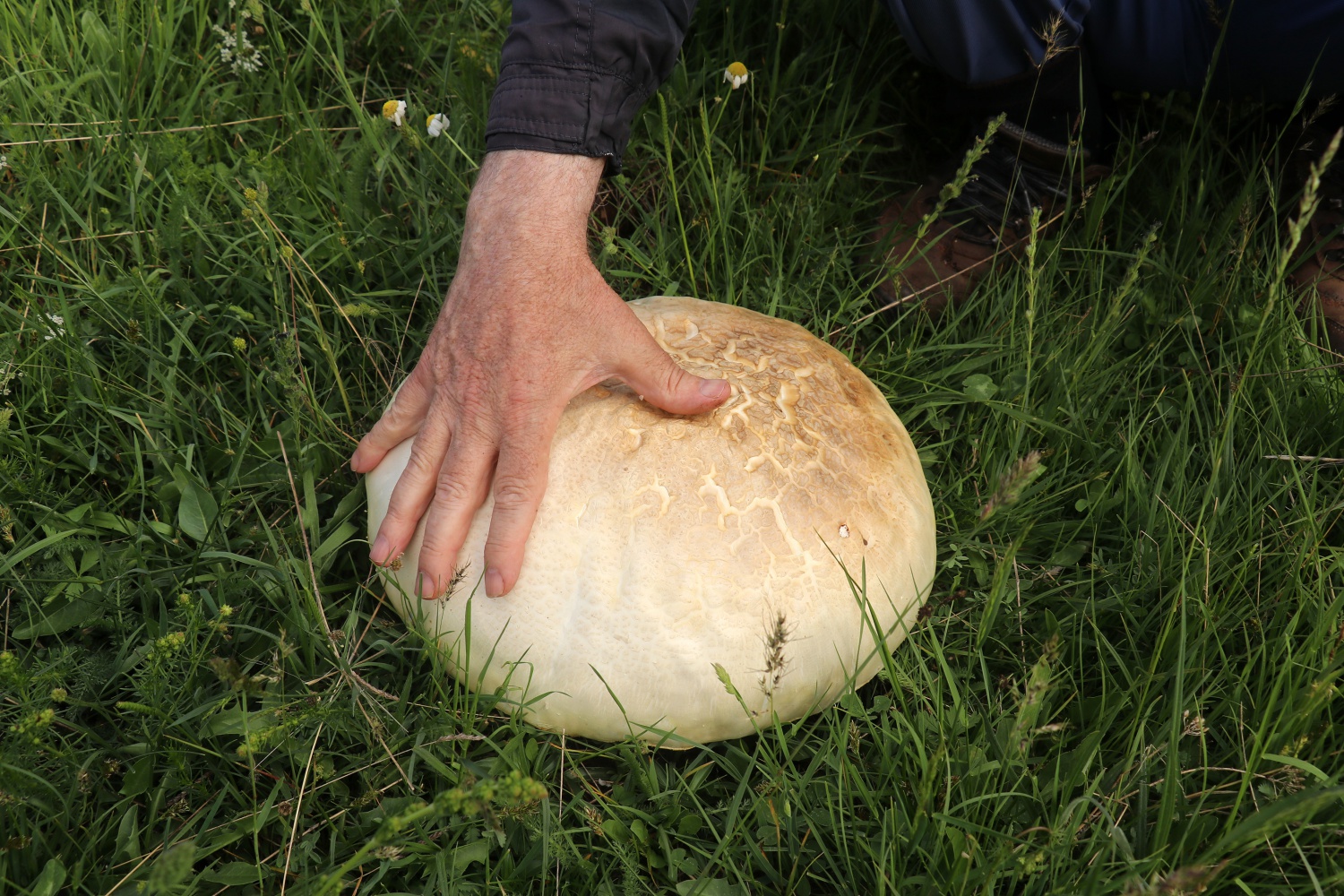 Gümüşhane’de son 25 yılın en büyük kızıl mantarı bulundu 11