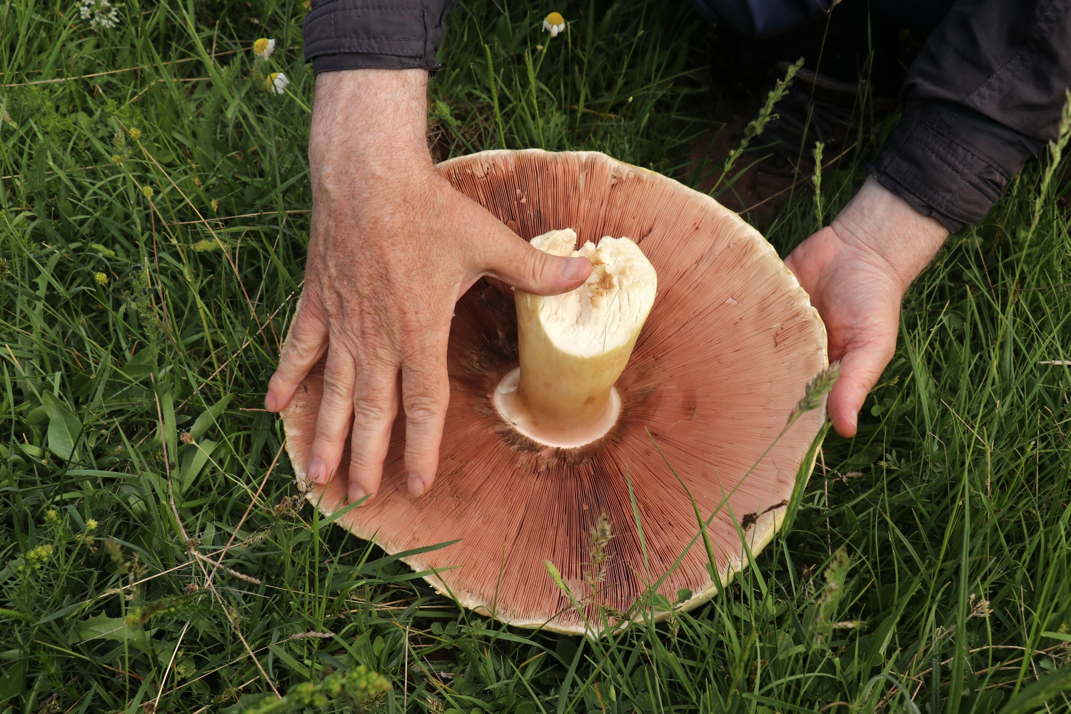 Gümüşhane’de son 25 yılın en büyük kızıl mantarı bulundu 4
