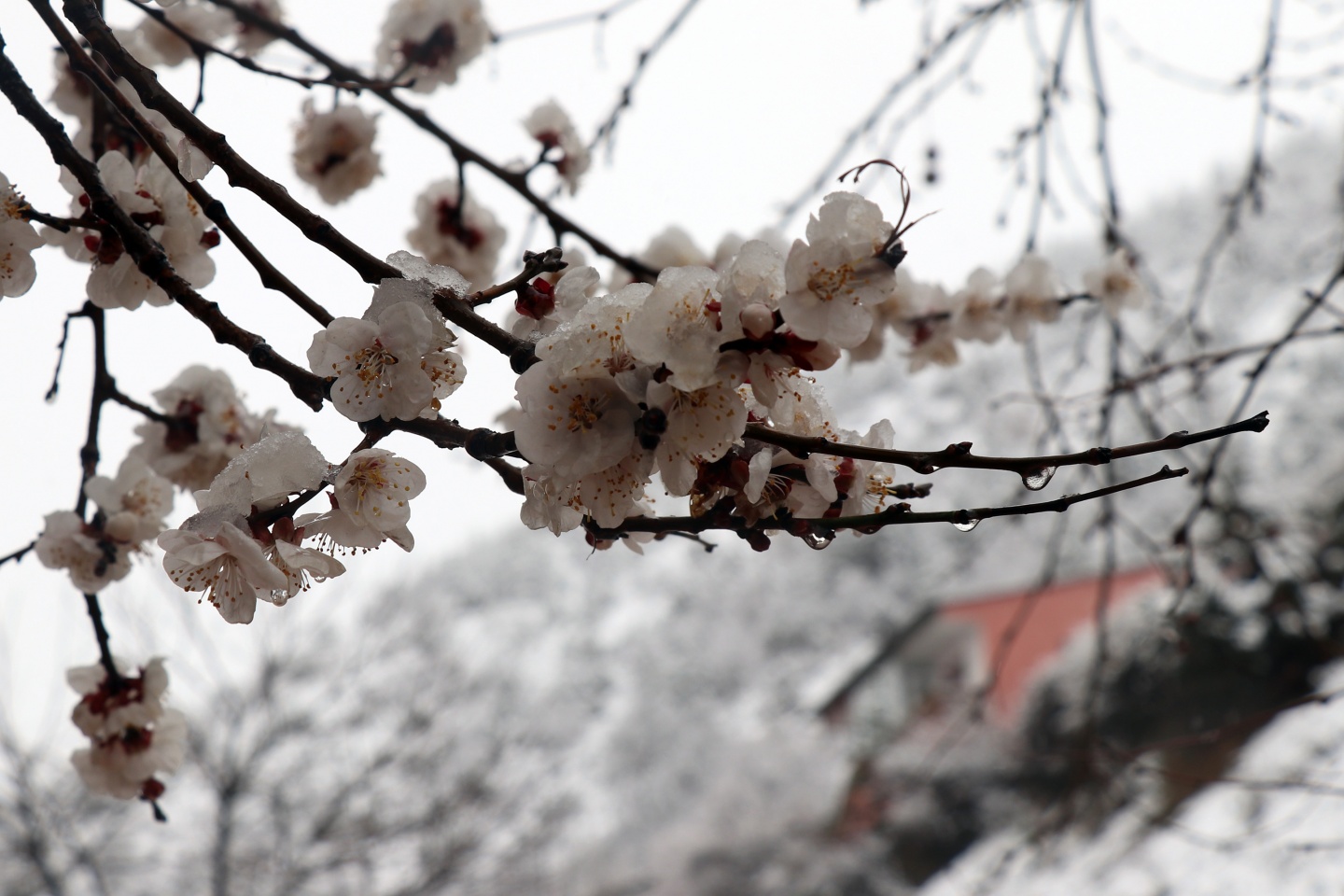 Gümüşhane’ye Nisan ayında beyaz sürpriz 10