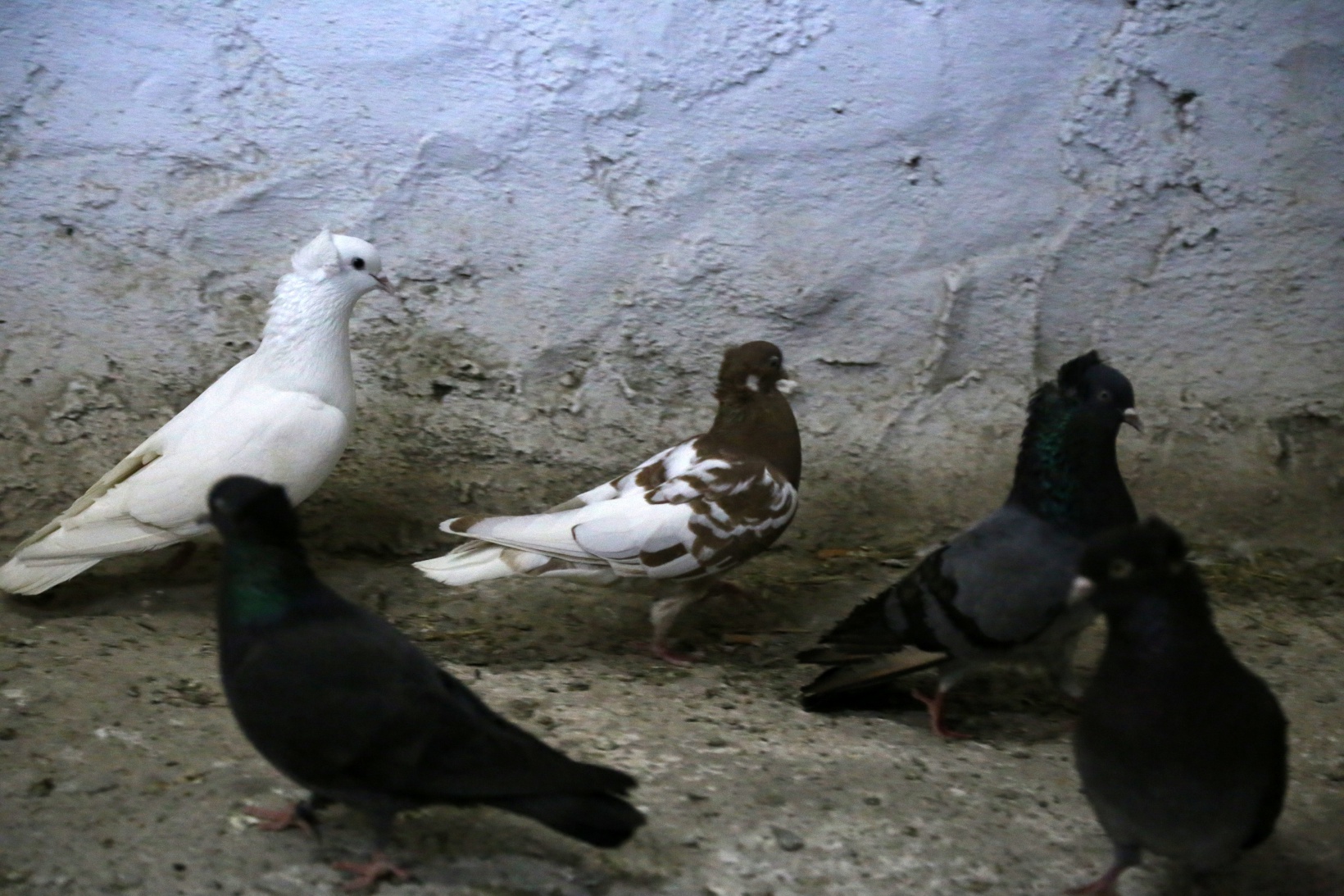 Sahibinin ömrünü uzatan güvercin: Kelkit Tepelisi 10