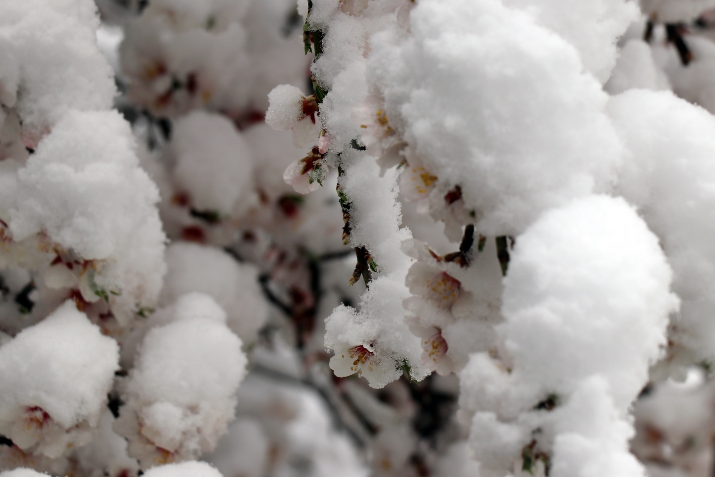 Gümüşhane’ye Nisan ayında beyaz sürpriz 16