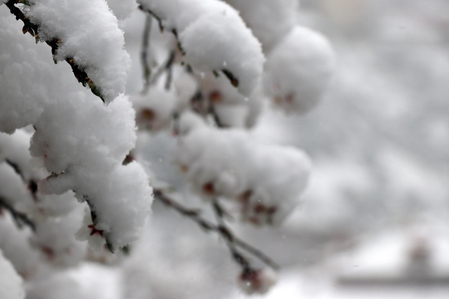 Gümüşhane’ye Nisan ayında beyaz sürpriz 7