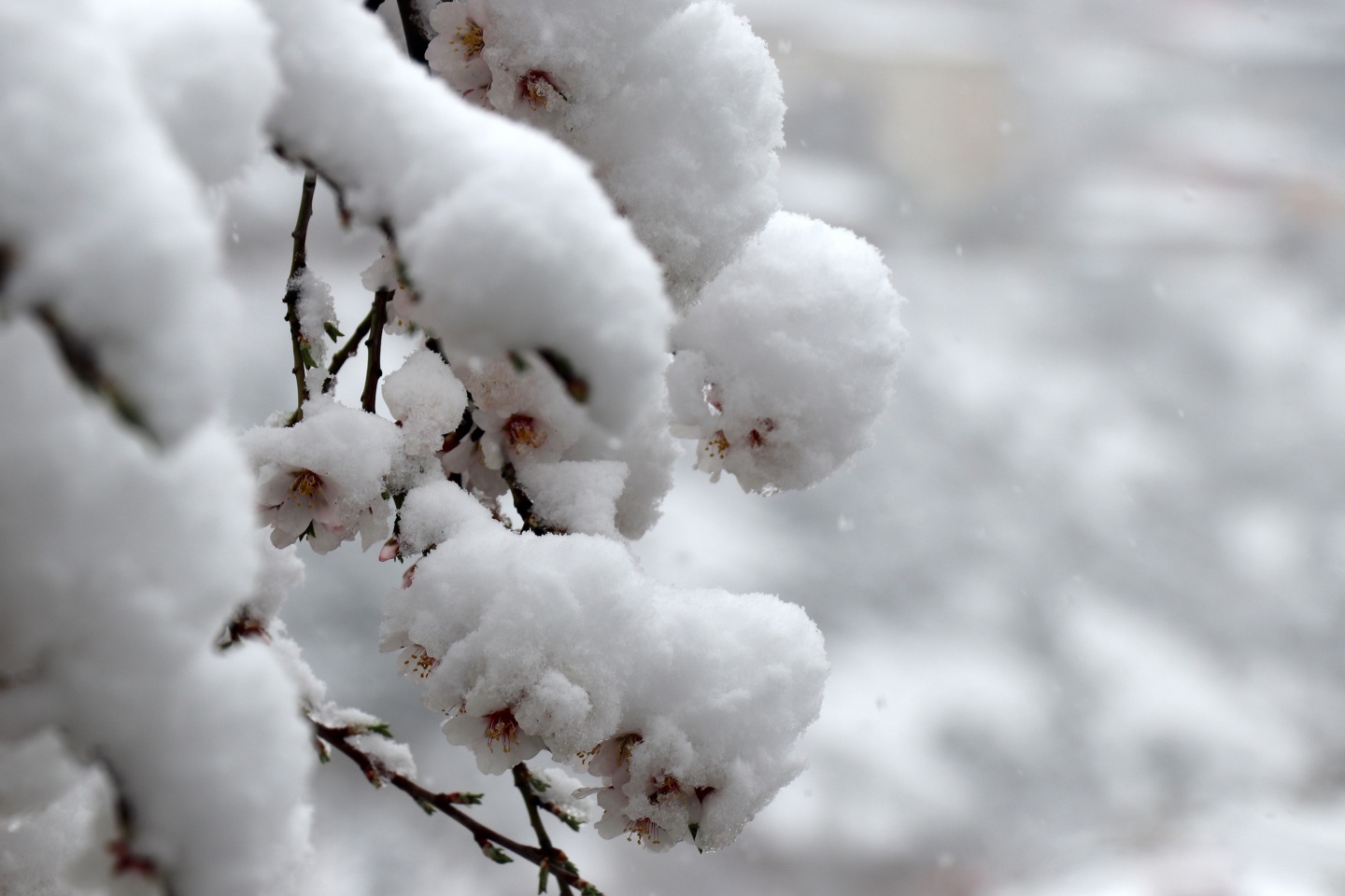 Gümüşhane’ye Nisan ayında beyaz sürpriz 5