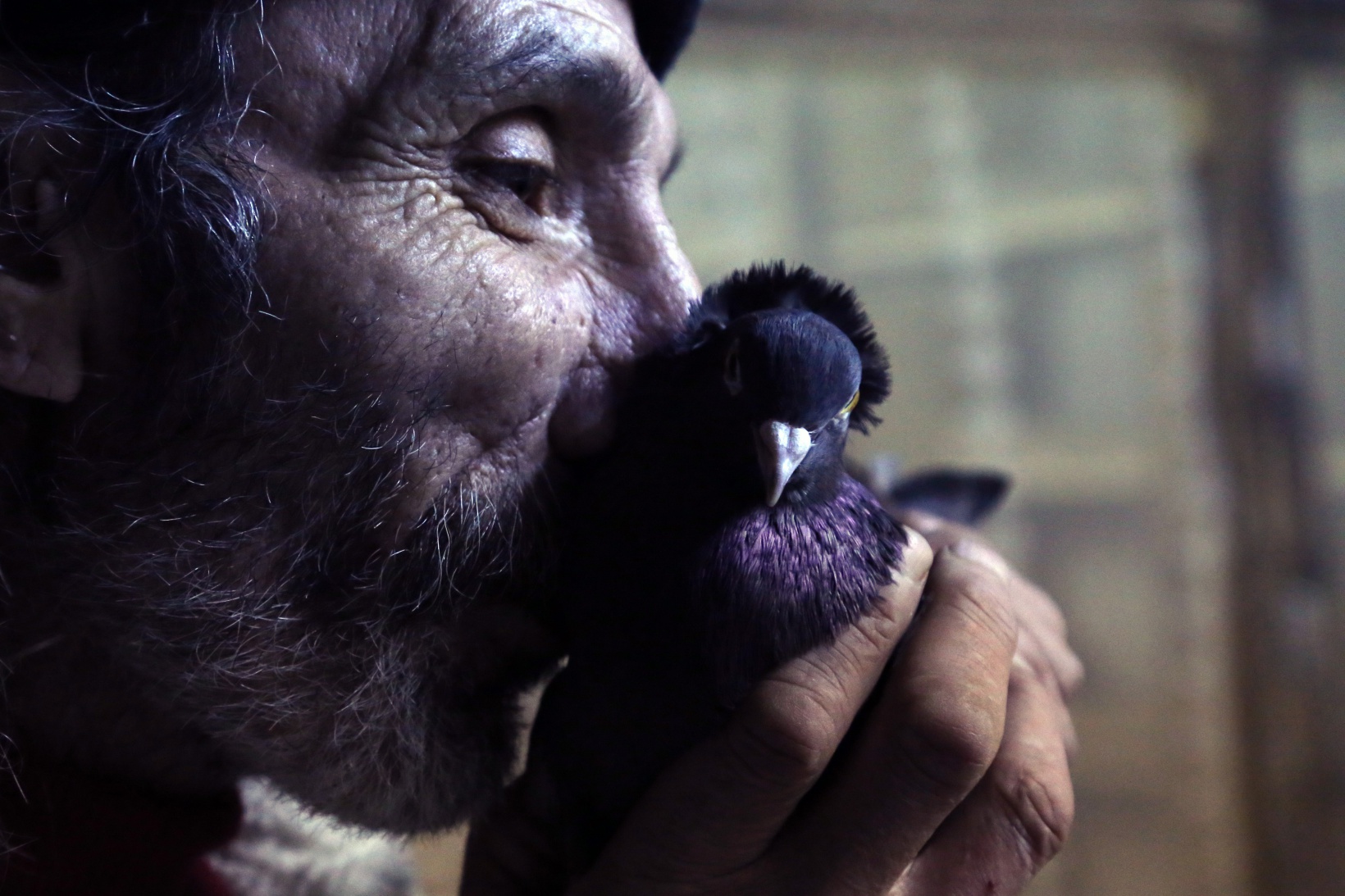 Sahibinin ömrünü uzatan güvercin: Kelkit Tepelisi 13