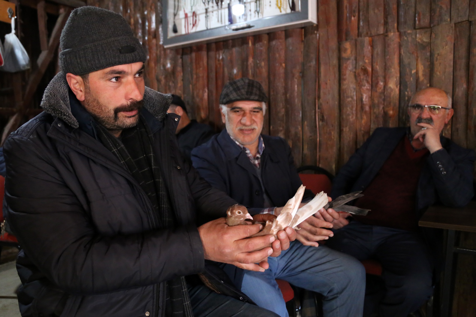 Sahibinin ömrünü uzatan güvercin: Kelkit Tepelisi 12