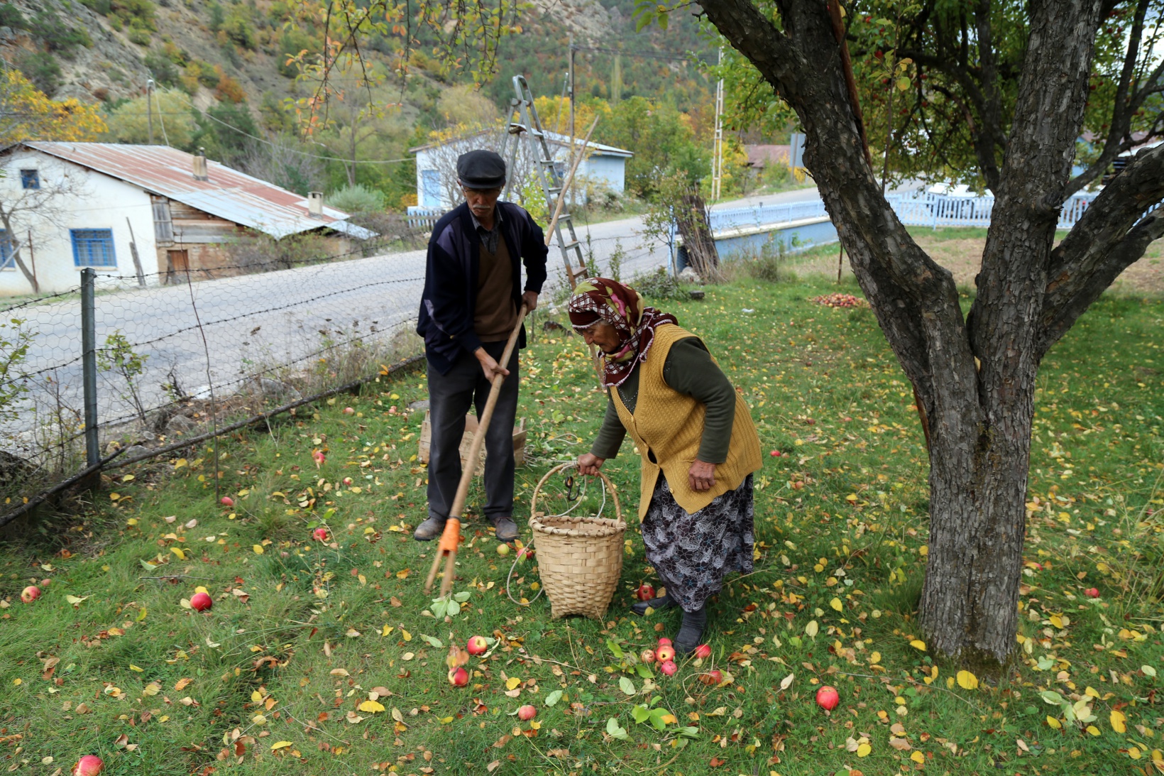 Gümüşhane elmasında hasat zamanı 8