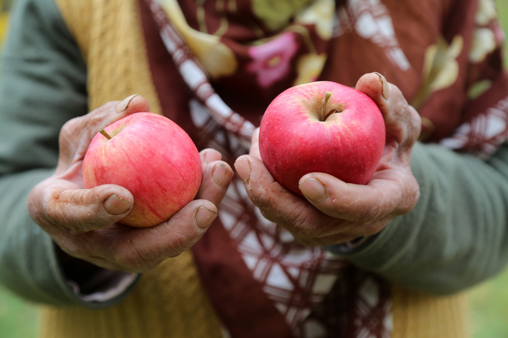 Gümüşhane elmasında hasat zamanı 1