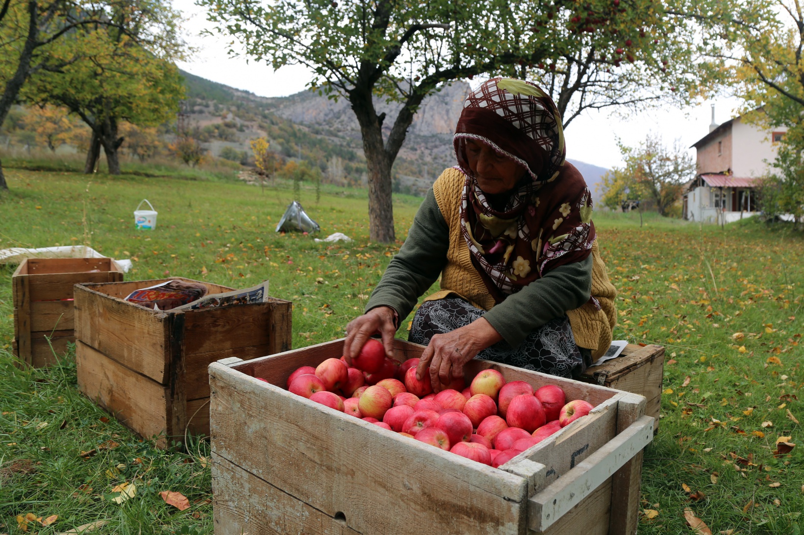 Gümüşhane elmasında hasat zamanı 6