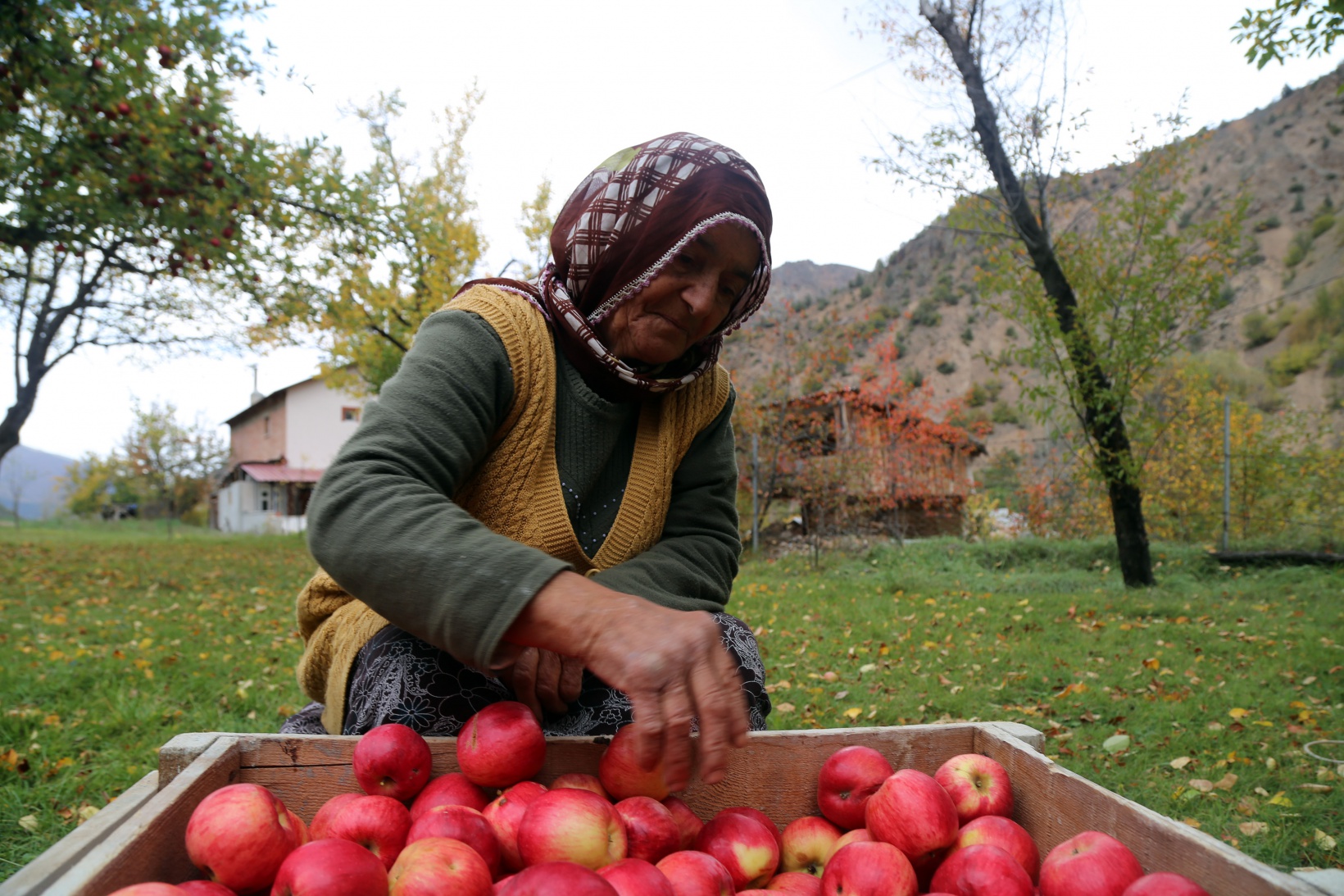 Gümüşhane elmasında hasat zamanı 3