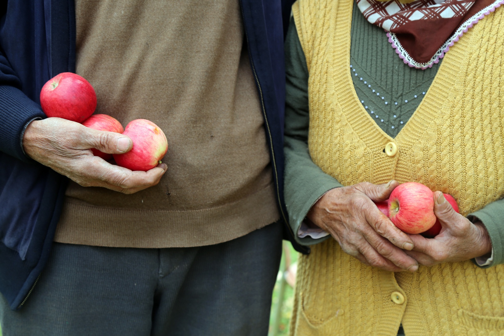 Gümüşhane elmasında hasat zamanı 7