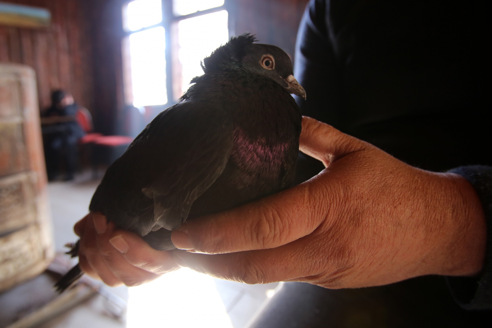 Sahibinin ömrünü uzatan güvercin: Kelkit Tepelisi 15