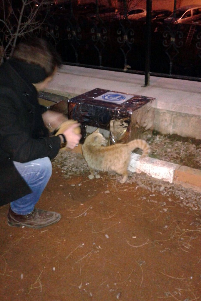Ülkü Ocaklarından Sokak Hayvanlarına Barınak ve Yiyecek Yardımı 4