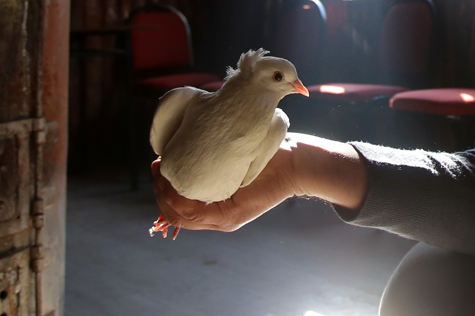 Sahibinin ömrünü uzatan güvercin: Kelkit Tepelisi 11