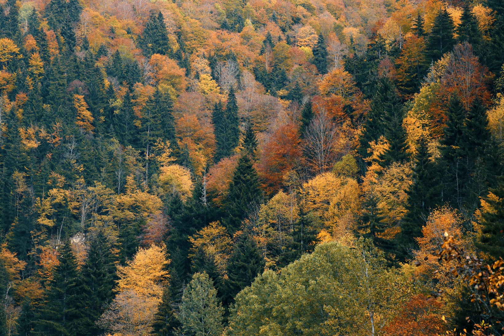 Örümcek Ormanları büyüleyici hale büründü 5