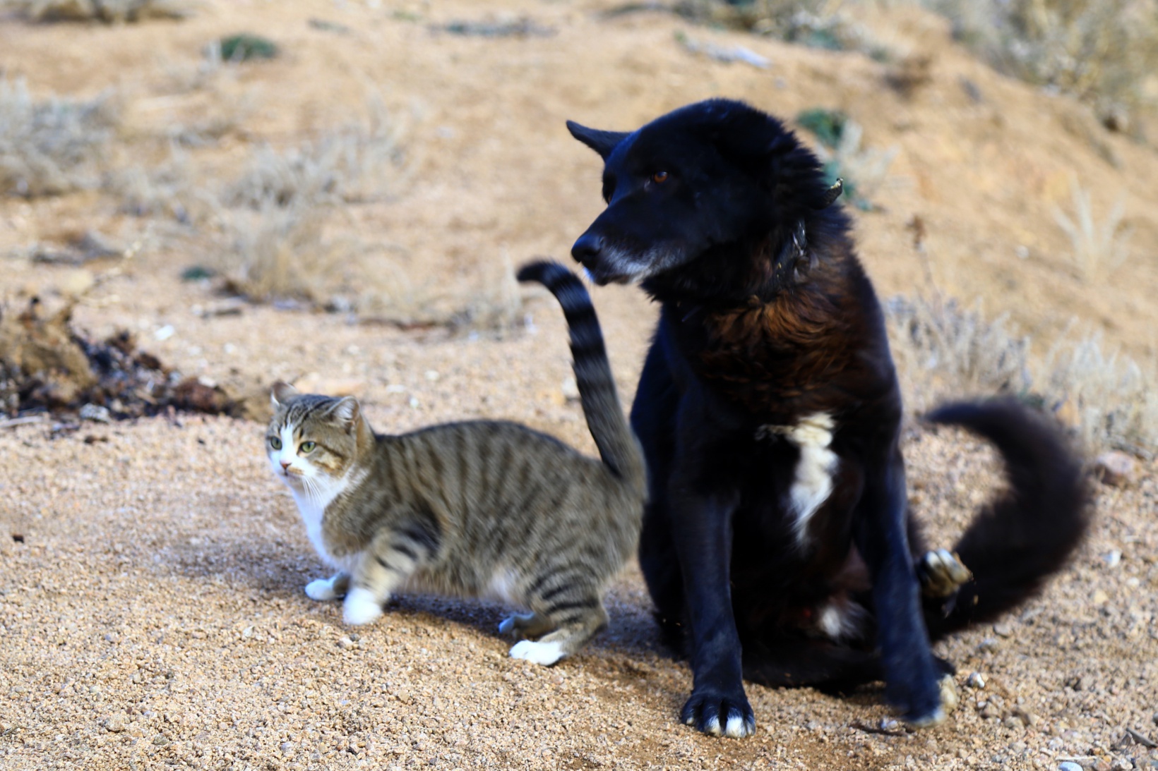 Titus ile Pamuk’un dostluğu ilgi çekiyor 5