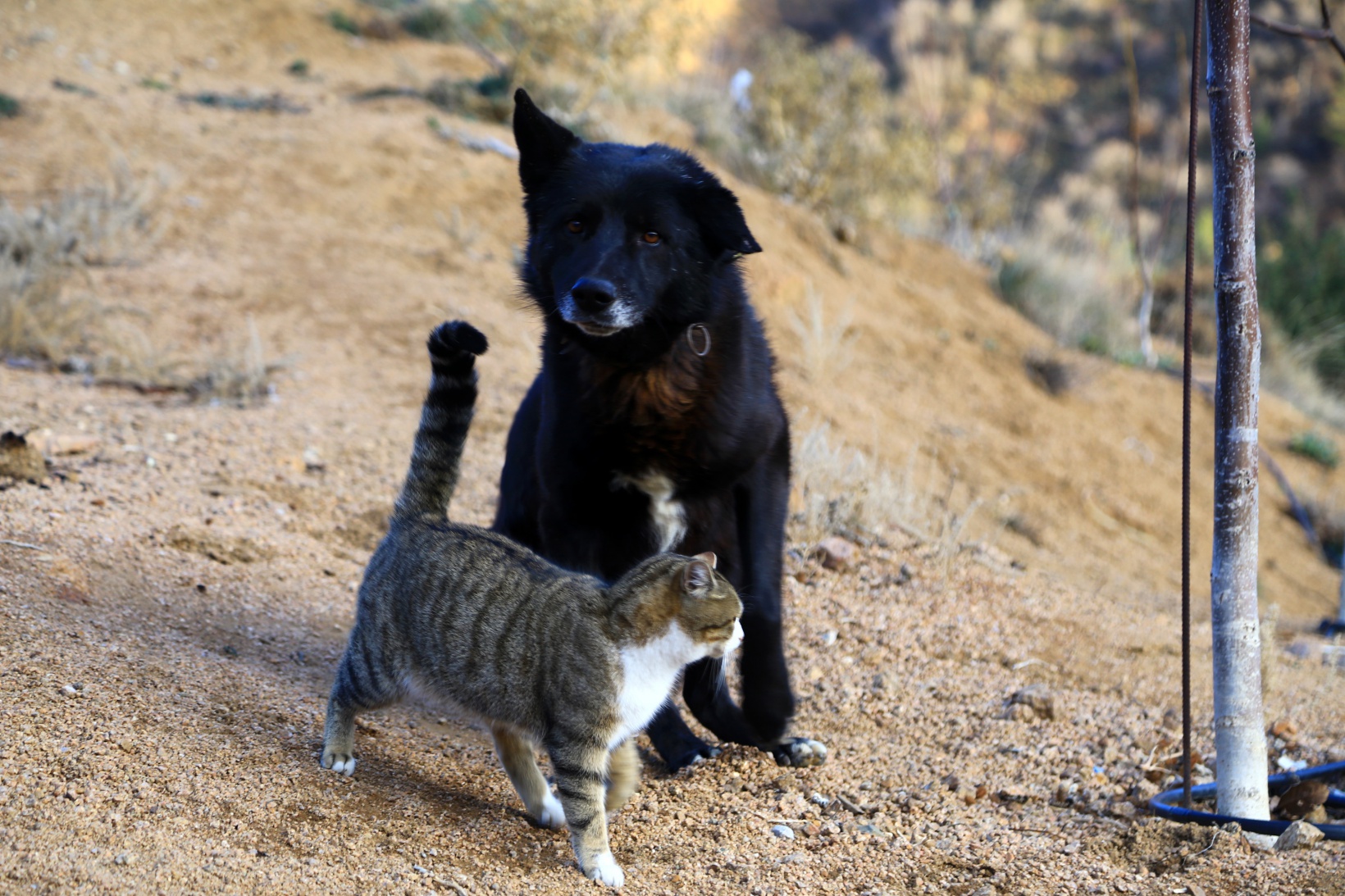Titus ile Pamuk’un dostluğu ilgi çekiyor 7
