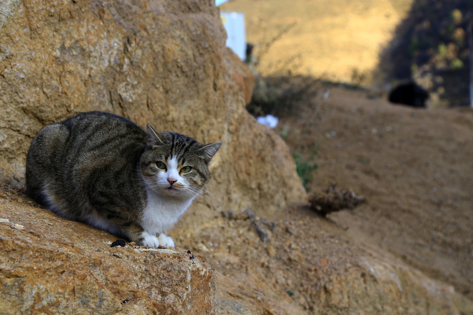 Titus ile Pamuk’un dostluğu ilgi çekiyor 6
