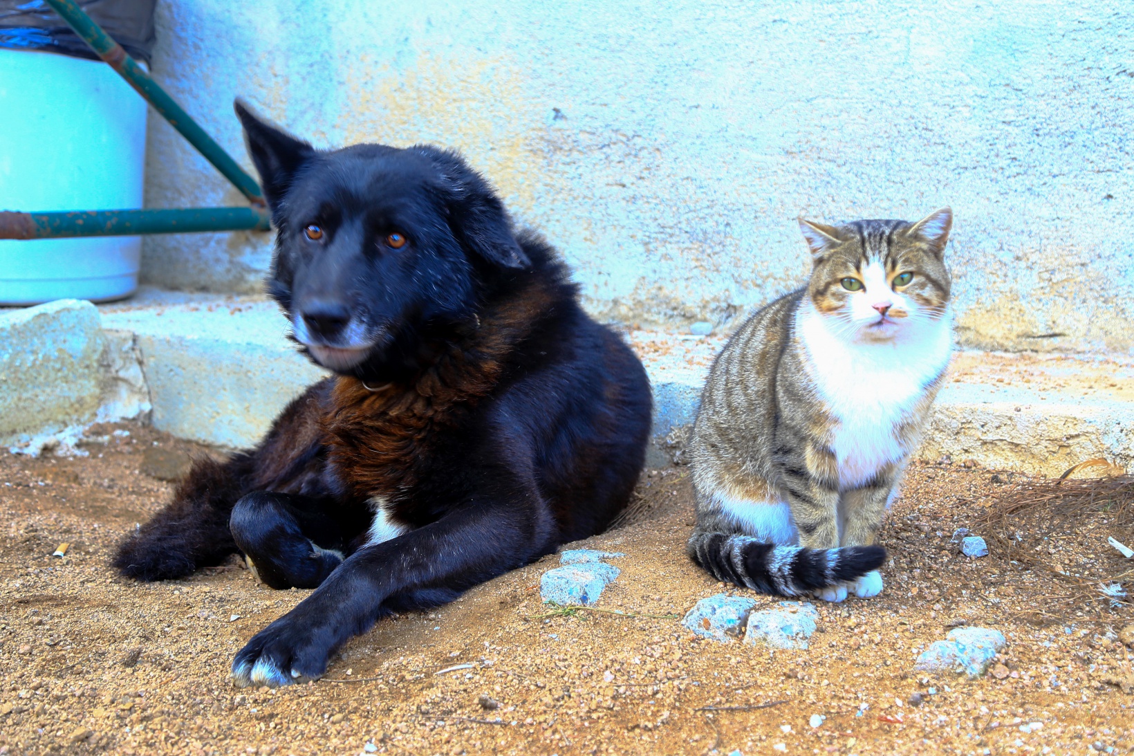 Titus ile Pamuk’un dostluğu ilgi çekiyor 9