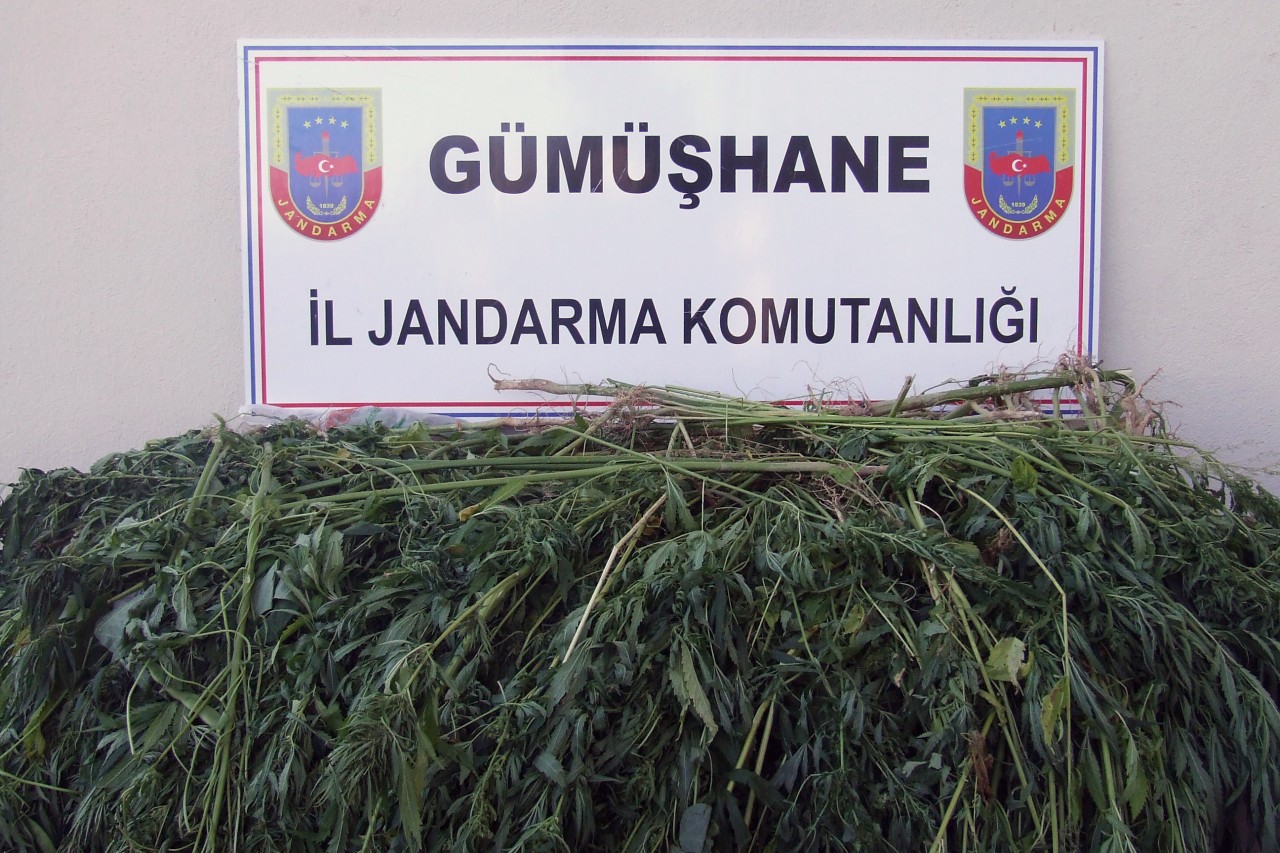 Gümüşhane'de 333 Kök Hint Keneviri Ele Geçirildi 1