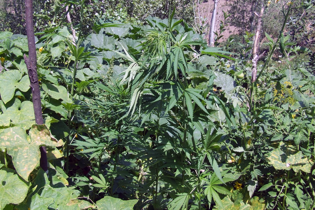 Gümüşhane'de 333 Kök Hint Keneviri Ele Geçirildi 2