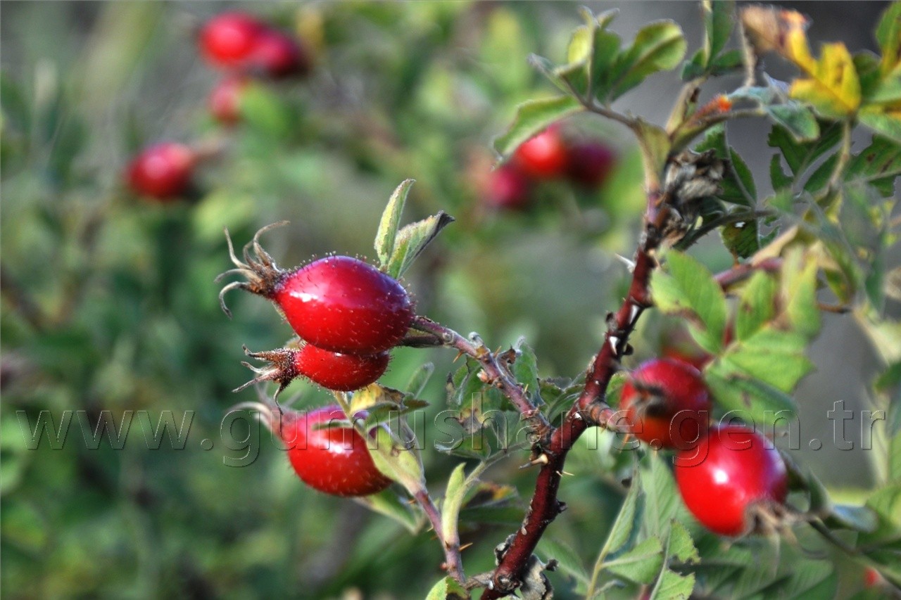 Kuşburnunun Adı Var Kendi Yok 1