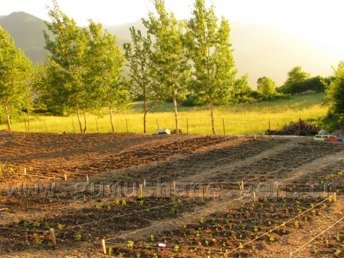 Kürtün, Tıbbi Ve Aromatik Bitki Yetiştiriciliği İçin Kolları Sıvadı 1