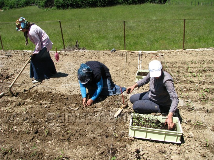 Kürtün, Tıbbi Ve Aromatik Bitki Yetiştiriciliği İçin Kolları Sıvadı 3