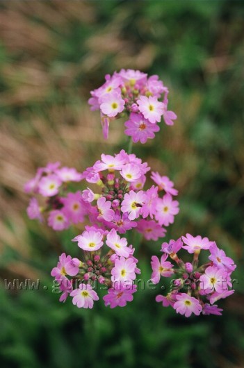 Kürtün, Tıbbi Ve Aromatik Bitki Yetiştiriciliği İçin Kolları Sıvadı 4