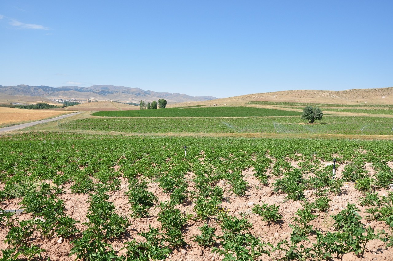 Sulu Tarım Köse'nin Talihini Değiştiriyor 9