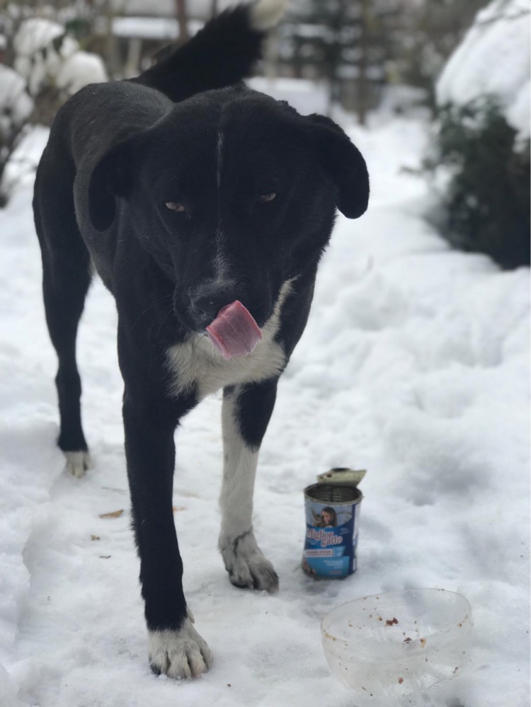 Şiran’da üniversite öğrencilerinden örnek davranış 6