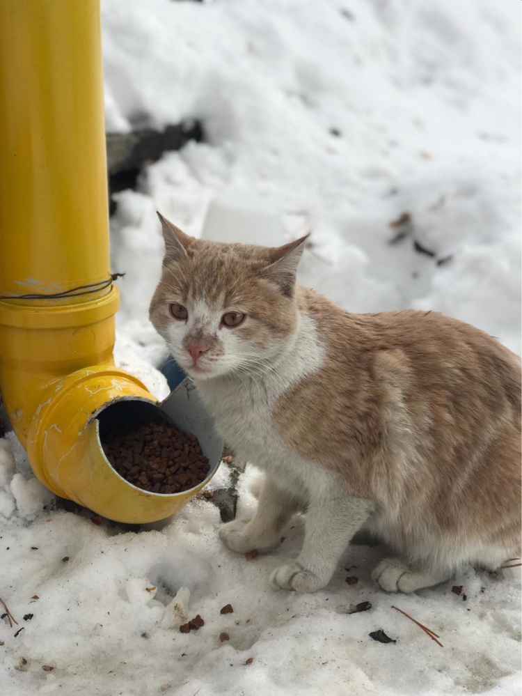 Şiran’da üniversite öğrencilerinden örnek davranış 2
