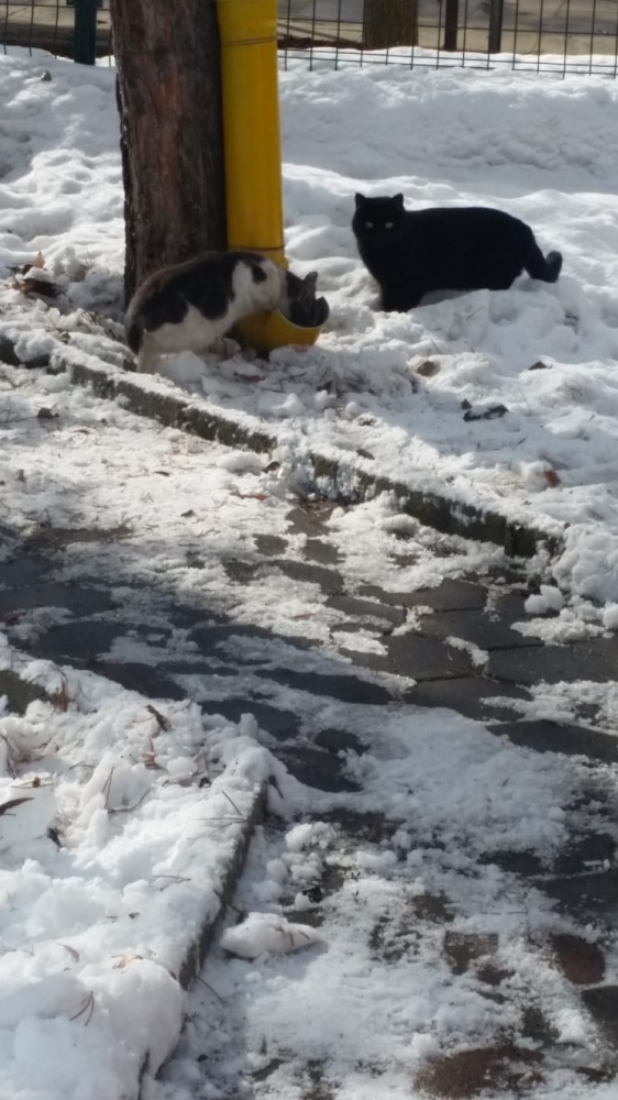 Şiran’da üniversite öğrencilerinden örnek davranış 9