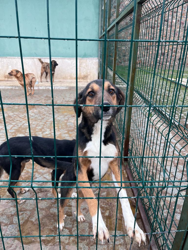 Öğrenciler sokak hayvanları rehabilitasyon merkezinde 2