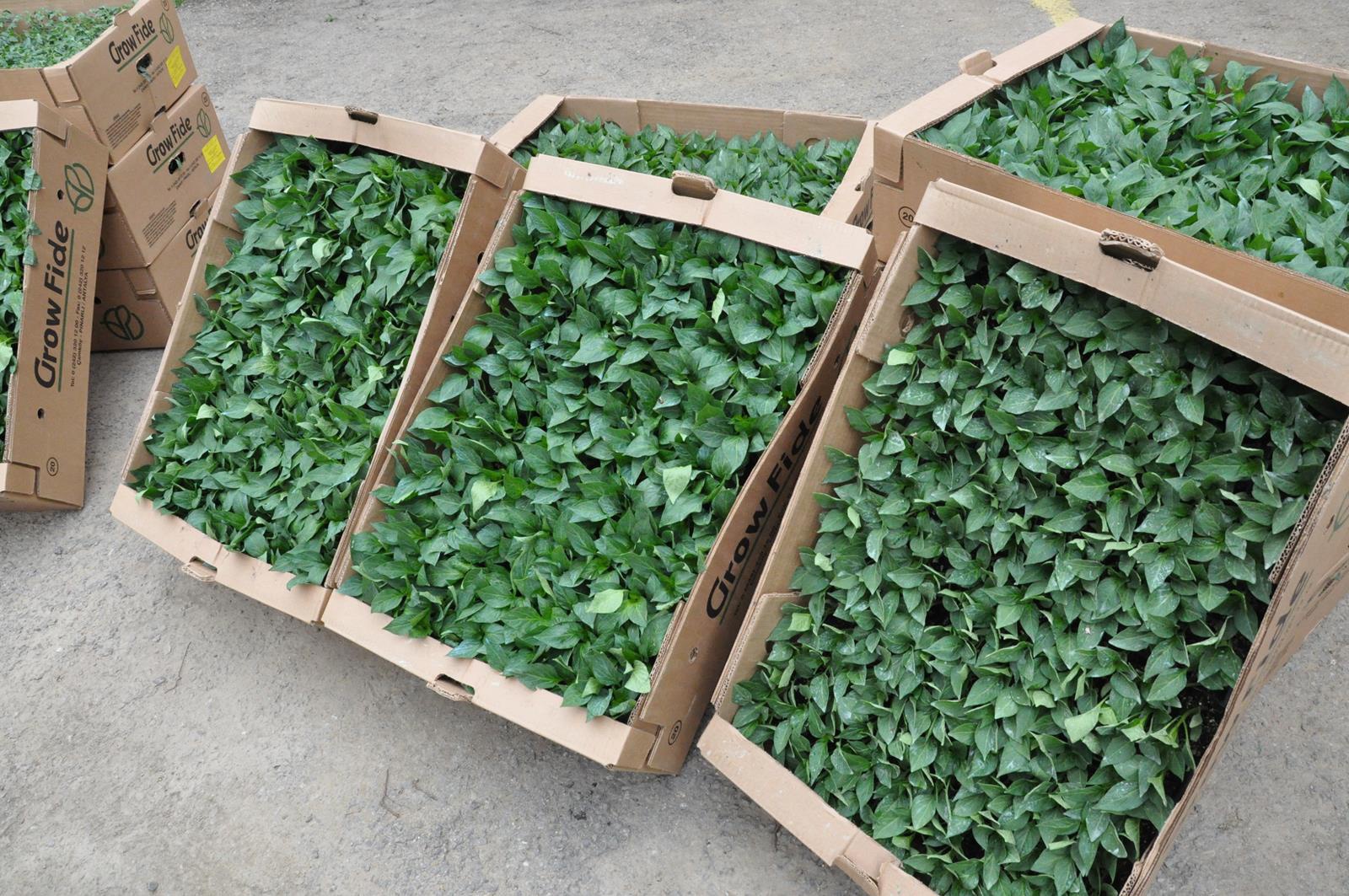 Gümüşhane’de üreticilere 146 bin 700 adet fide dağıtıldı 3