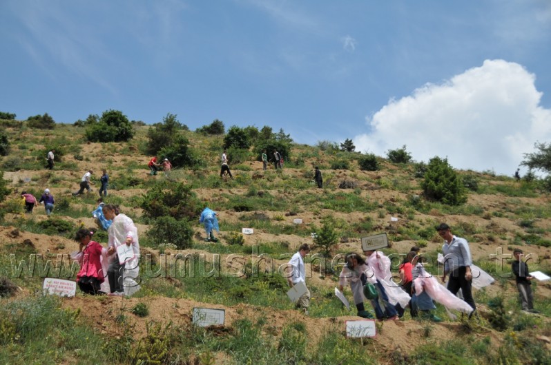 İş Bankası'nın 68.Ormanı Gümüşhane'de 52