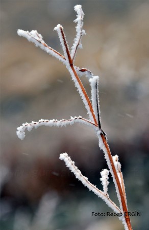 Cumhuriyet Yürüyüşü, Artabel'e 35