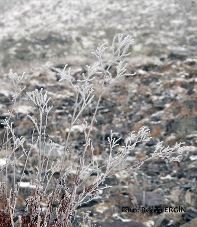 Cumhuriyet Yürüyüşü, Artabel'e 36