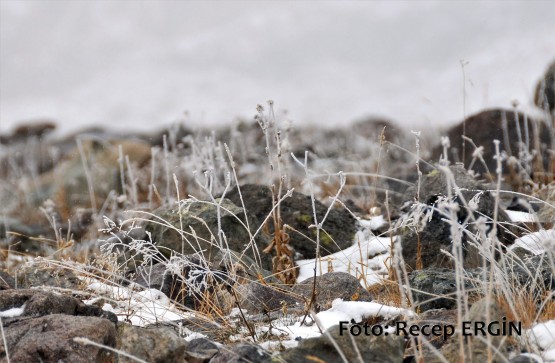 Cumhuriyet Yürüyüşü, Artabel'e 37