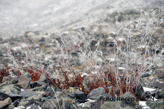 Cumhuriyet Yürüyüşü, Artabel'e 38