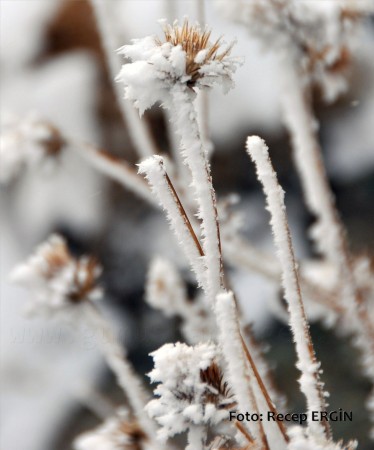 Cumhuriyet Yürüyüşü, Artabel'e 40