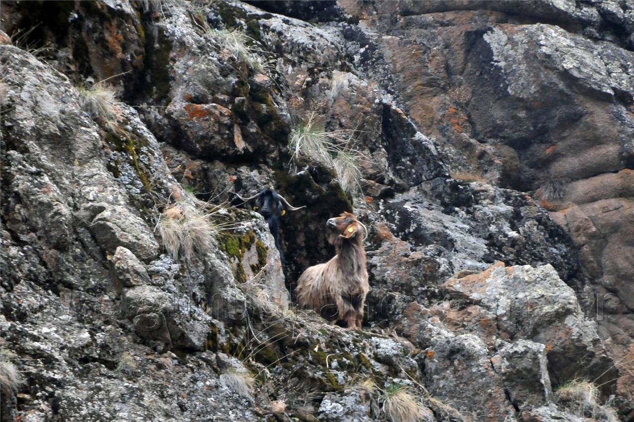 Gümüşhane'de Keçi Kurtarma Operasyonu 6