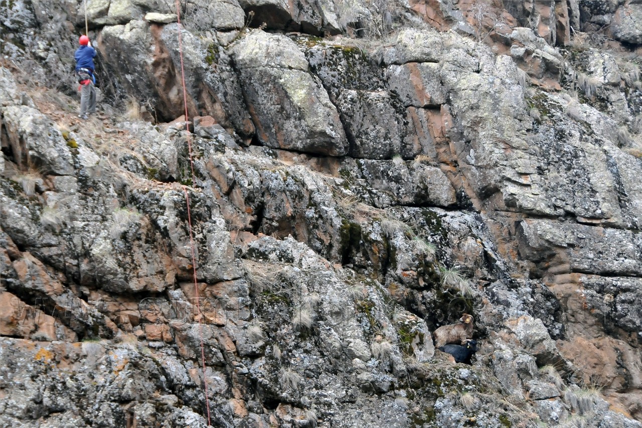 Gümüşhane'de Keçi Kurtarma Operasyonu 13