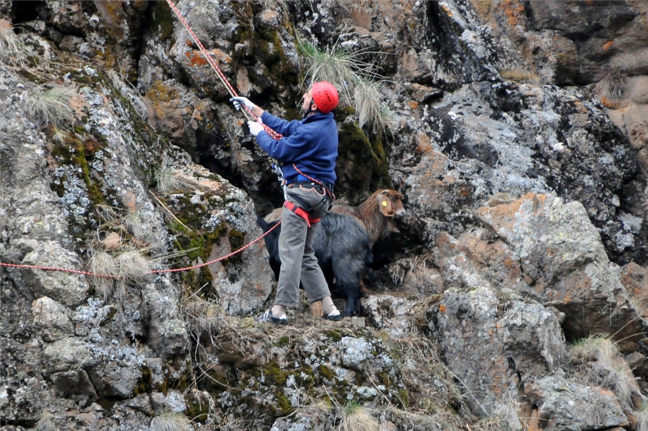 Gümüşhane'de Keçi Kurtarma Operasyonu 19