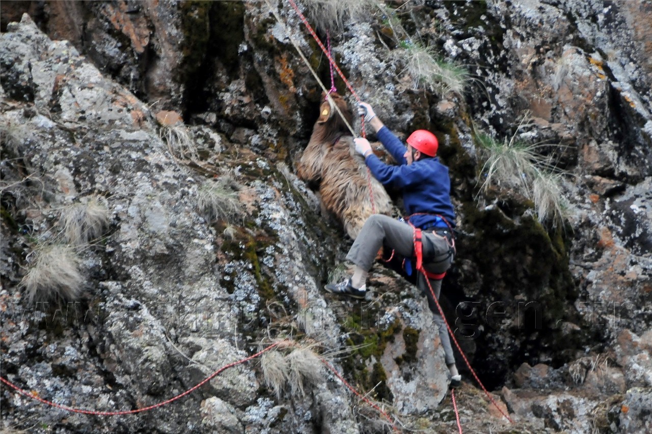 Gümüşhane'de Keçi Kurtarma Operasyonu 21