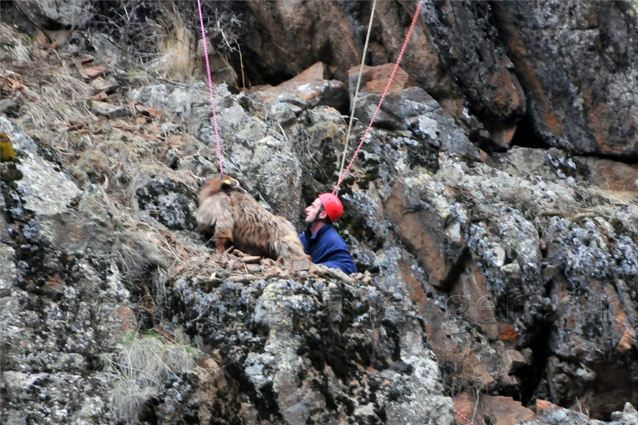 Gümüşhane'de Keçi Kurtarma Operasyonu 22