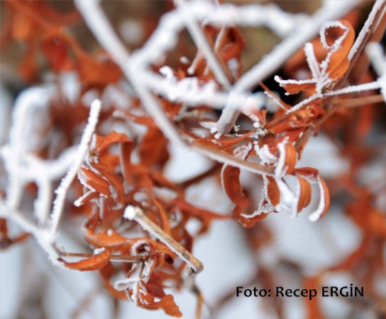 Cumhuriyet Yürüyüşü, Artabel'e 54