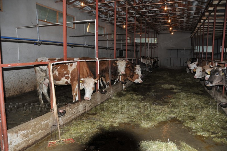 Gümüşhane'yi Etkili Yağış ve Dolu Vurdu   14