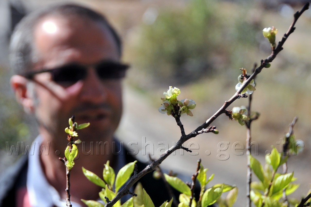 Gümüşhane'de Kuruyan Ağaç Eylül Ayında Çiçek Açtı 1